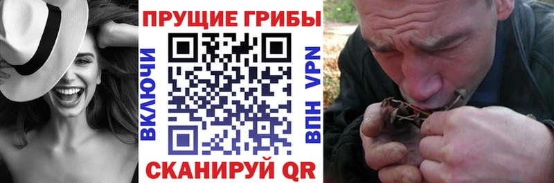 Купить  Николаевск  Псилоцибиновые грибы Psilocybine cubensis 